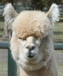 Accoyo Jacinto